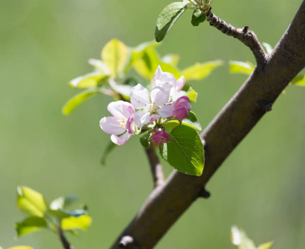 istock Beautiful flowers on the tree in nature 889176922