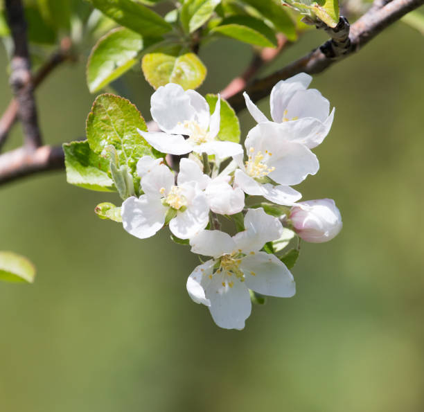 istock Beautiful flowers on the tree in nature 889179094