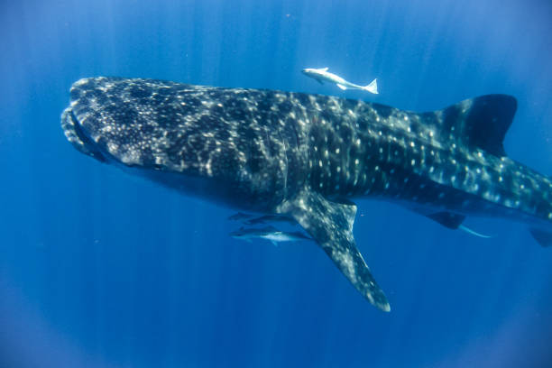 istock whale shark in the Indian Ocean 889179462