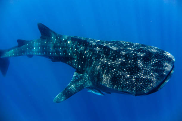 istock whale shark in the Indian Ocean 889179510