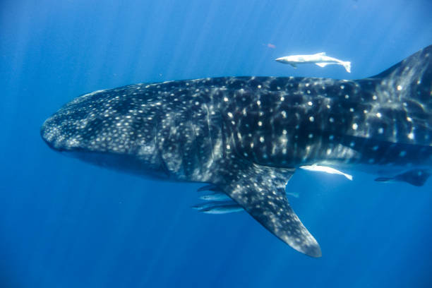 istock whale shark in the Indian Ocean 889179540