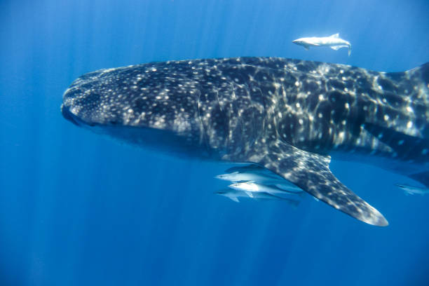 istock whale shark in the Indian Ocean 889179560