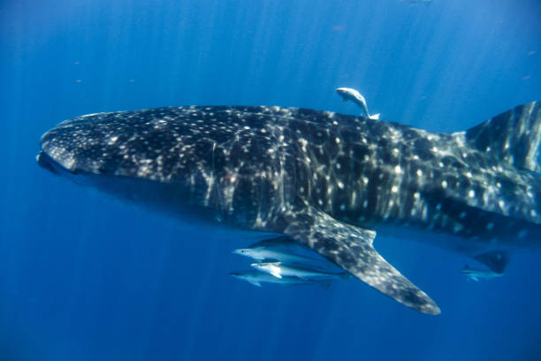 istock whale shark in the Indian Ocean 889179610