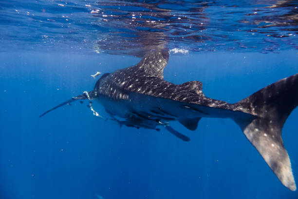 istock whale shark in the Indian Ocean 889179658