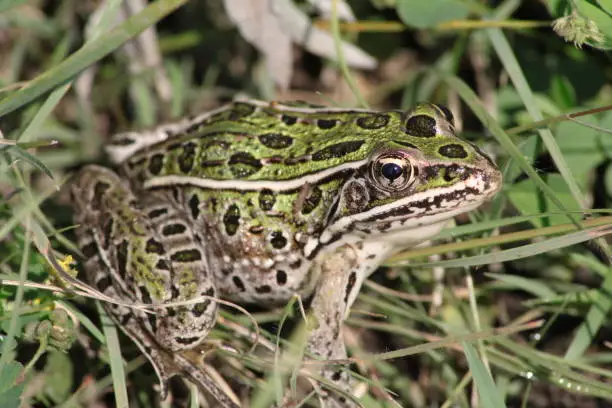 Photo of Leopard frog in the grass.