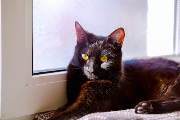 istock Black cat sitting on window sill and waiting for spring. Black cat lying on the windowsill 889182246