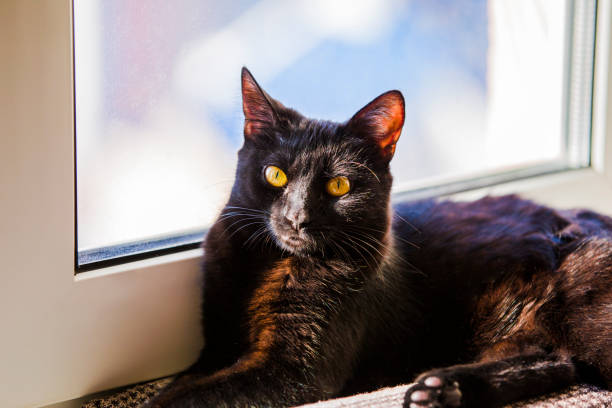 istock Black cat sitting on window sill and waiting for spring. Black cat lying on the windowsill 889182330