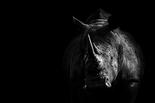 A Art composition with a white rhino close-up shot. Rhino comes out of the darkness