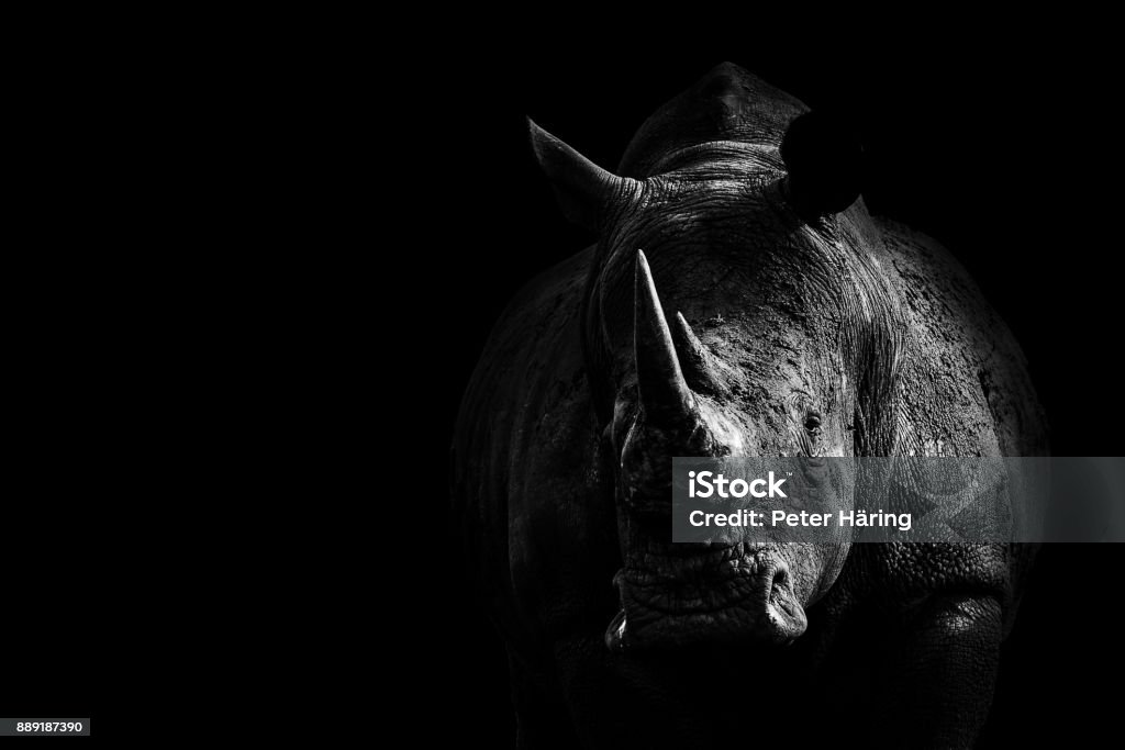 Rhino from Darkness A Art composition with a white rhino close-up shot. Rhino comes out of the darkness Rhinoceros Stock Photo