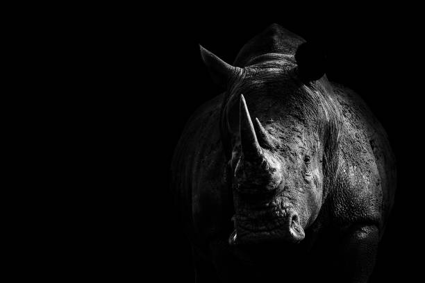 Rhino from Darkness A Art composition with a white rhino close-up shot. Rhino comes out of the darkness rhinoceros stock pictures, royalty-free photos & images
