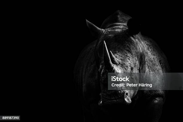 Rhino From Darkness Stock Photo - Download Image Now - Rhinoceros, Black And White, Animal