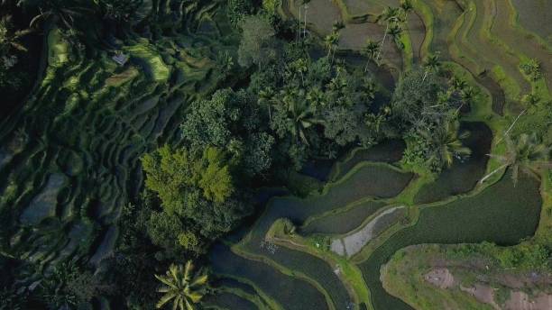 istock green rice terrace in bali indonesia 889187688