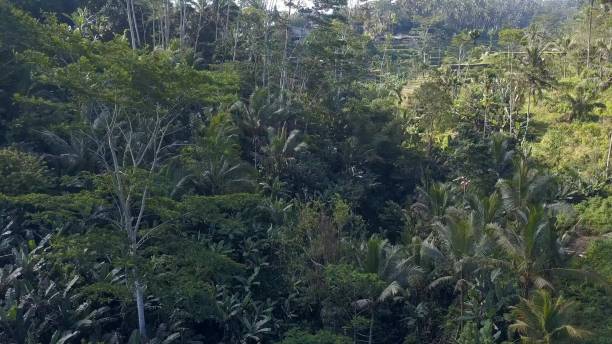 istock green rice terrace in bali indonesia 889190030