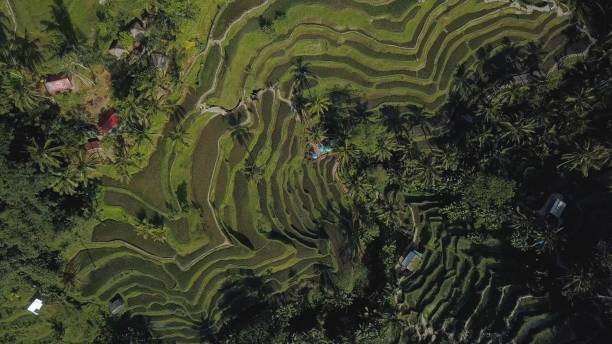 istock green rice terrace in bali indonesia 889190472