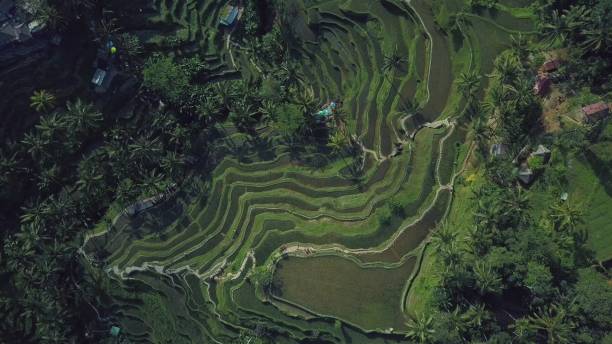 istock green rice terrace in bali indonesia 889190514