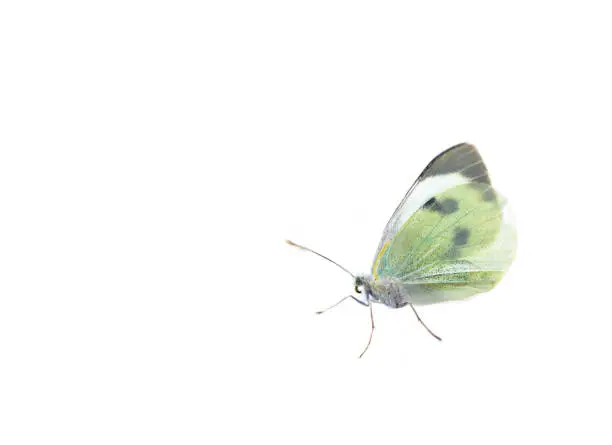 White butterfly Pieris brassicae or cabbage butterfly isolated on white background