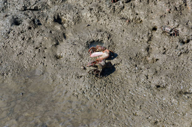 istock crab on the sand in Paraty 889203998