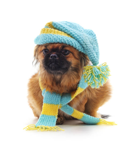istock Dog in a hat and scarf. 889209316
