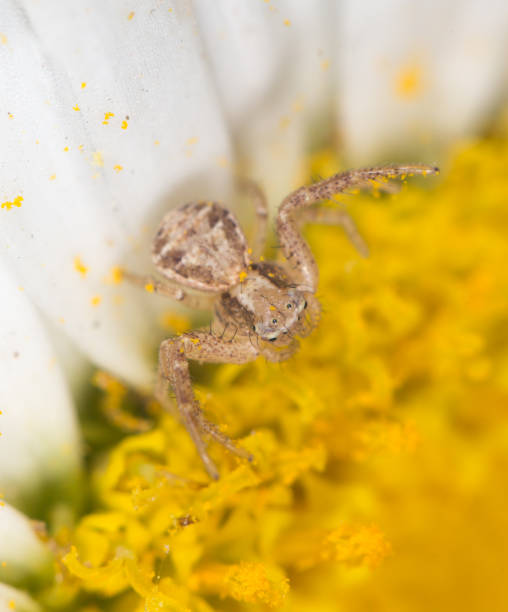 istock Spider on a flower in the nature. close 889209362