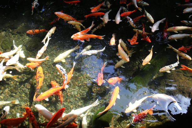 кои рыбы в лоро парк - ziegfeld theatre стоковые фото и изображения
