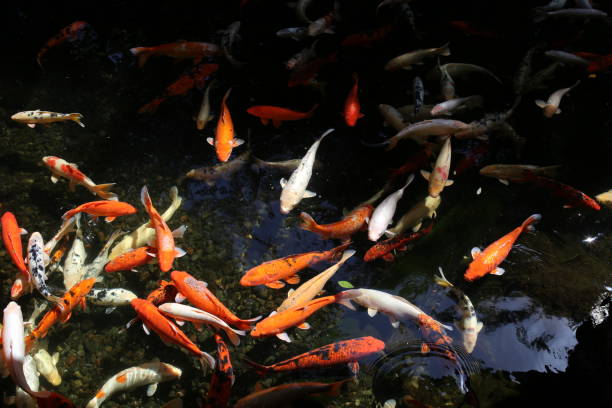 peces koi japoneses en loro parque - ziegfeld theatre fotografías e imágenes de stock