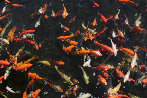 pesce koi giapponese nelle isole canarie - ziegfeld theatre foto e immagini stock