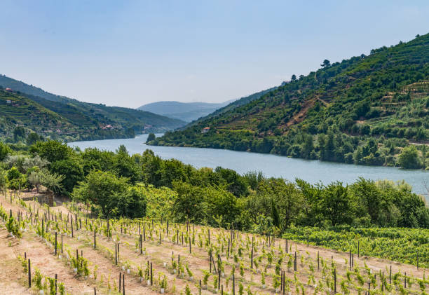 istock View of Douro Valley, Portugal. 889252468