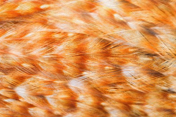 istock Bright brown feathers group of some bird 889255494