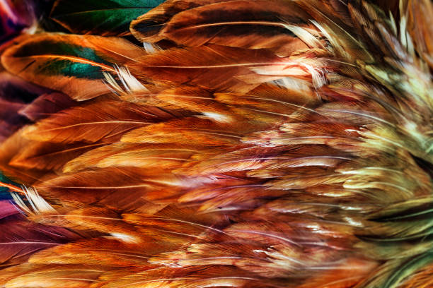 Bright brown feathers group of some bird