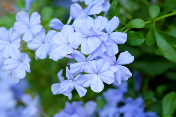 istock Blue Plumbago, Cape leadwort on green leaves background 889263498