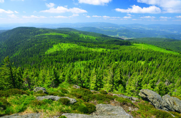 Summer landscape in National park Bayerische Wald,Germany. Summer landscape in National park Bayerische Wald, view from the mountain Grosser Arber, Germany. bavarian forest stock pictures, royalty-free photos & images
