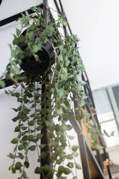 istock Green hanging plant pots display on shelve 889286346
