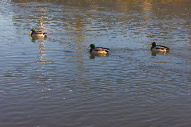 istock swimming ducks on a christmas december afternoon river 889294380