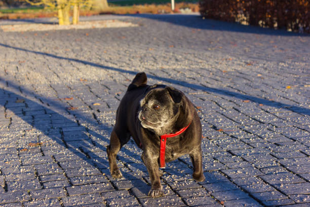 istock pug mops named adelheid on a christmas december afternoon park 889299362
