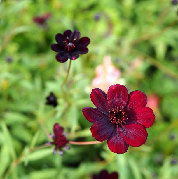 istock Flowers in the garden 889307364