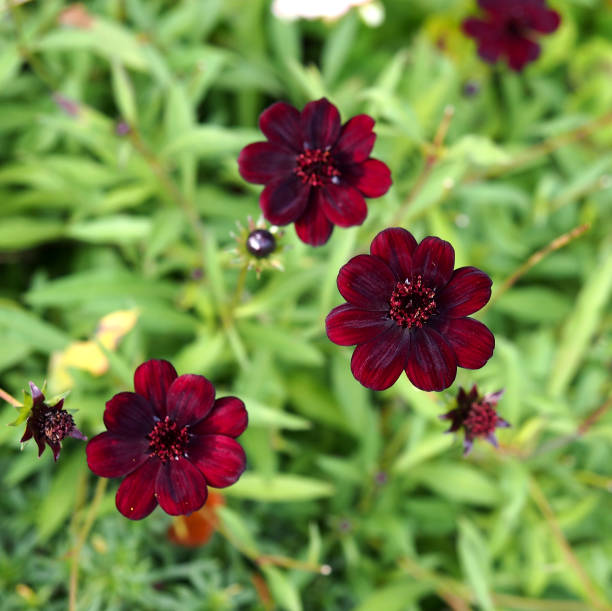 istock Flowers in the garden 889307366