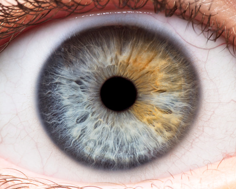 Macro photo of human eye, iris, pupil, eye lashes, eye lids.