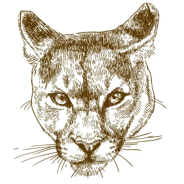 Vector illustration of engraving illustration of cougar head