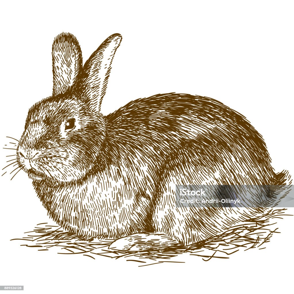 gravyr illustration av bunny - Royaltyfri Kanin - Djur vektorgrafik