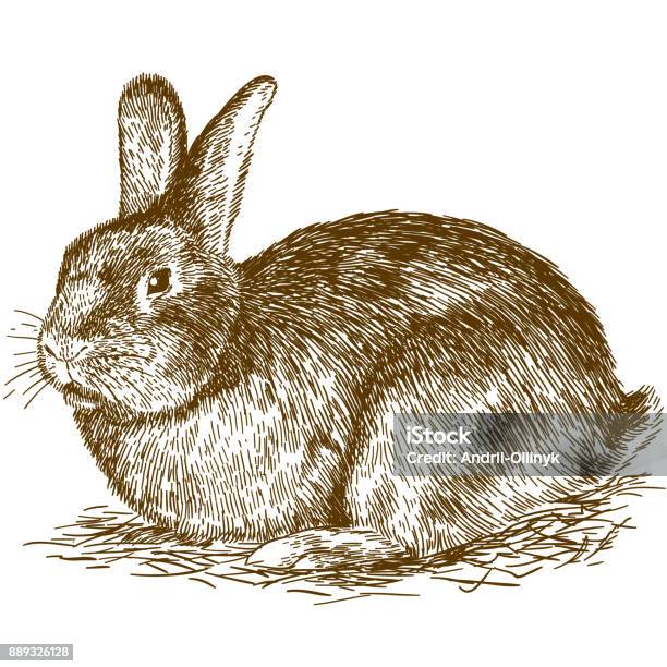 Gravyr Illustration Av Bunny-vektorgrafik och fler bilder på Kanin - Djur - Kanin - Djur, Teckning, Line Art