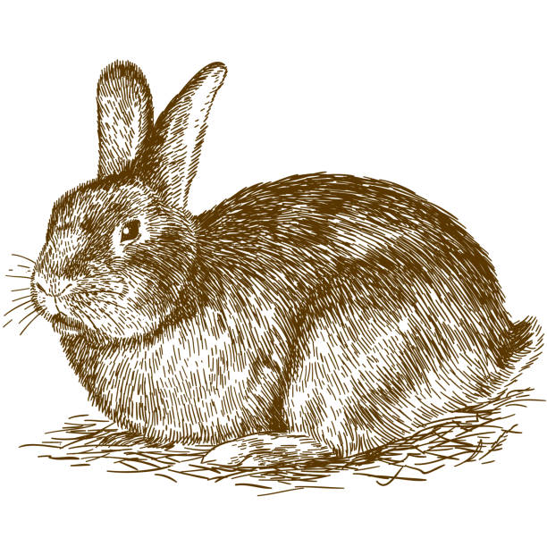 Etching Clips | Rabbit Etching Clips | Rabbit