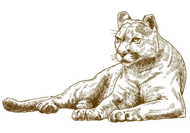 Vector illustration of engraving illustration of cougar