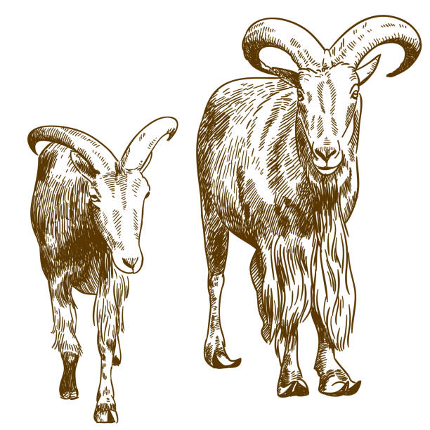 kuvapankkikuvitukset aiheesta kaiverruspiirroskuva kahdesta vuoristovuohesta - mountain goat