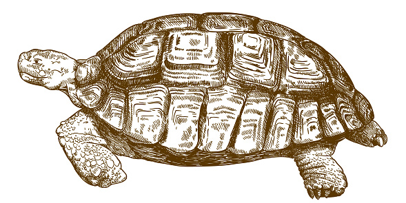 Vector antique engraving drawing illustration of big turtle isolated on white background