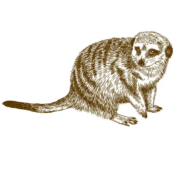 Vector illustration of engraving drawing illustration of meerkat