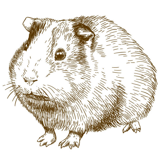 ilustrações, clipart, desenhos animados e ícones de gravura desenho ilustração de cobaia - porquinho da índia