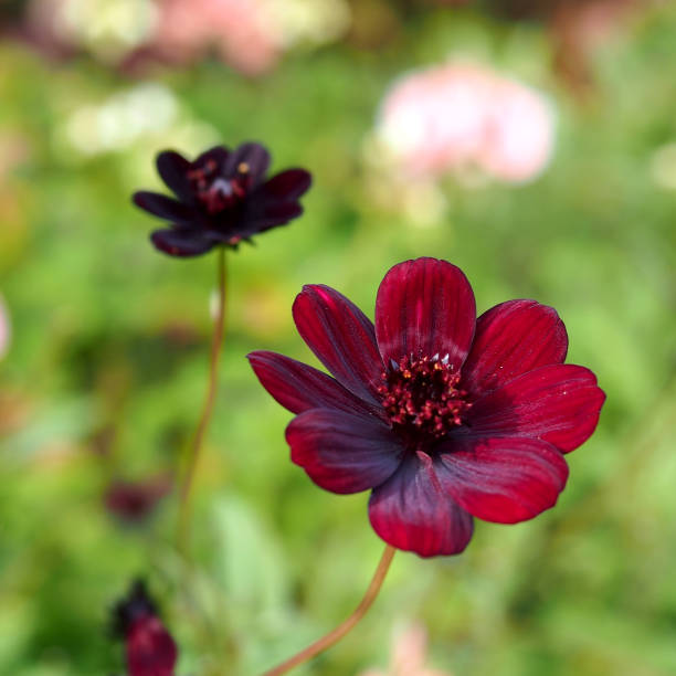 istock Flowers in the garden 889349556