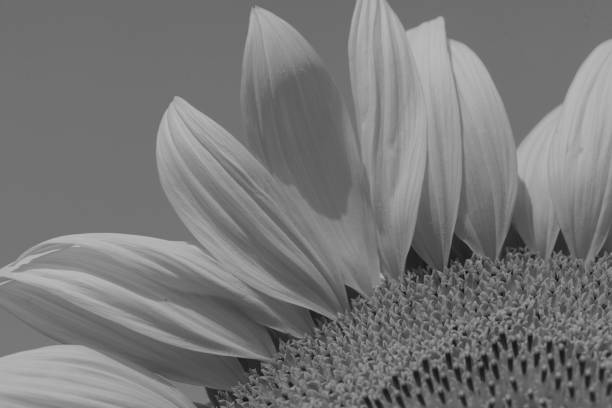 istock flower of sunflower 889373338