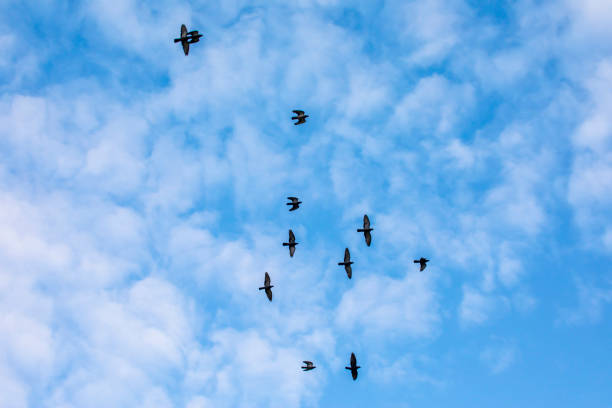 istock Silhouettes of birds 889375966