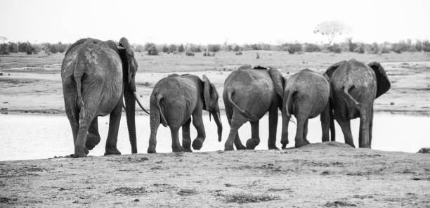 istock Heard of Elephants 889378226